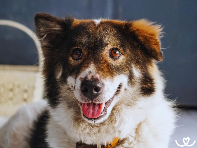 Plemeno-thai-bangkaew-dog (3)
